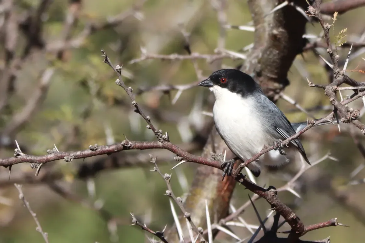 La Monterita Canela, un pájaro de antifaz negro, posada en una rama con espinas.